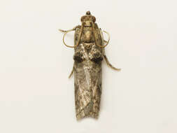 Image of Acrobasis betulella Hulst 1890