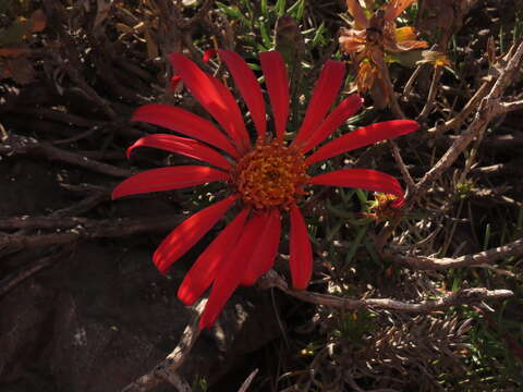 Image of Mutisia subulata rosmarinifolia (P. & E.) Cabrera