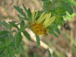 Image of Calea ferruginea Baker