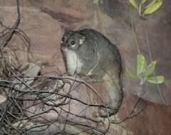 Image of Rock Possum