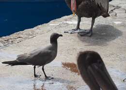 Image of Lava Gull