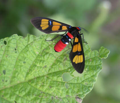 Plancia ëd <i>Euchromia elegantissima</i>