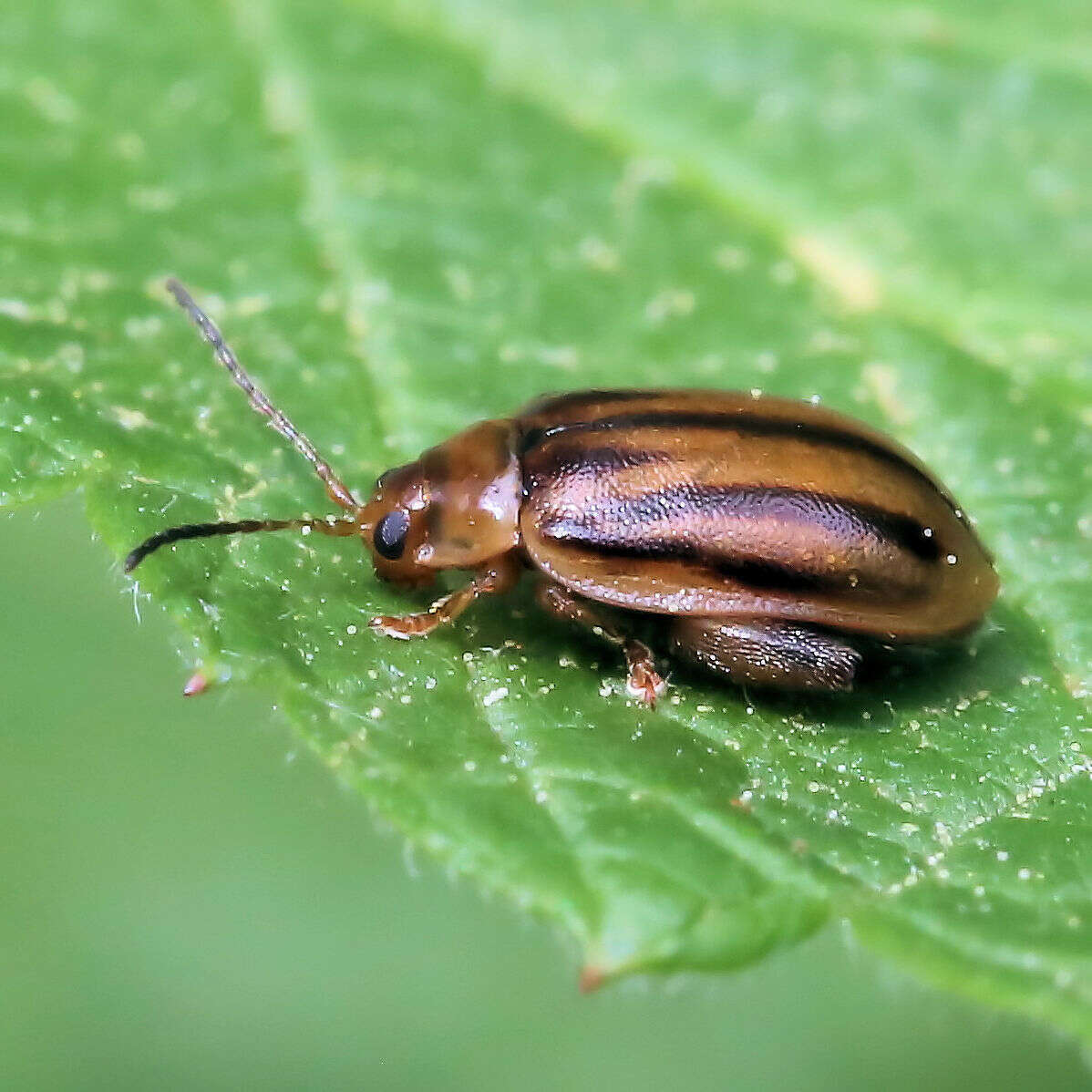 Image of Capraita subvittata (Horn 1889)