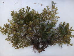 Image of Ericaria selaginoides (Linnaeus) Molinari & Guiry 2020