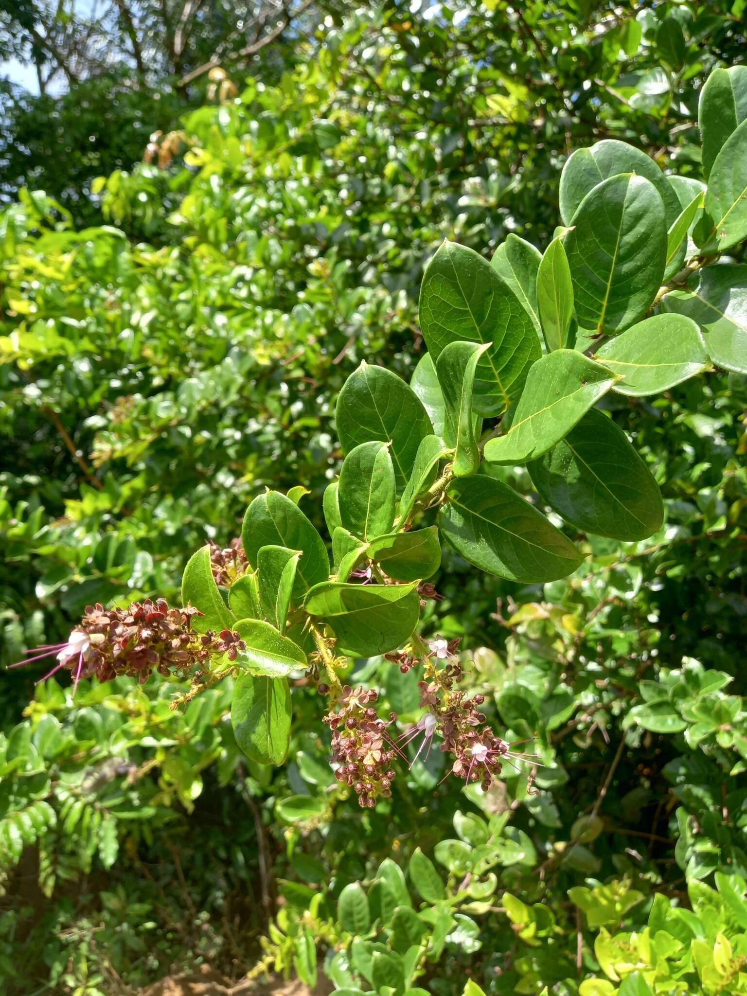 Imagem de Hirtella paniculata Sw.