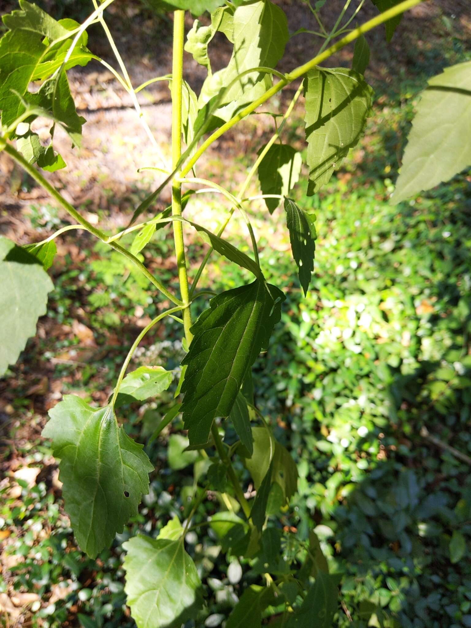 Image of hammock snakeroot