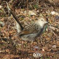 Sivun Cisticola subruficapilla namaqua Lynes 1930 kuva