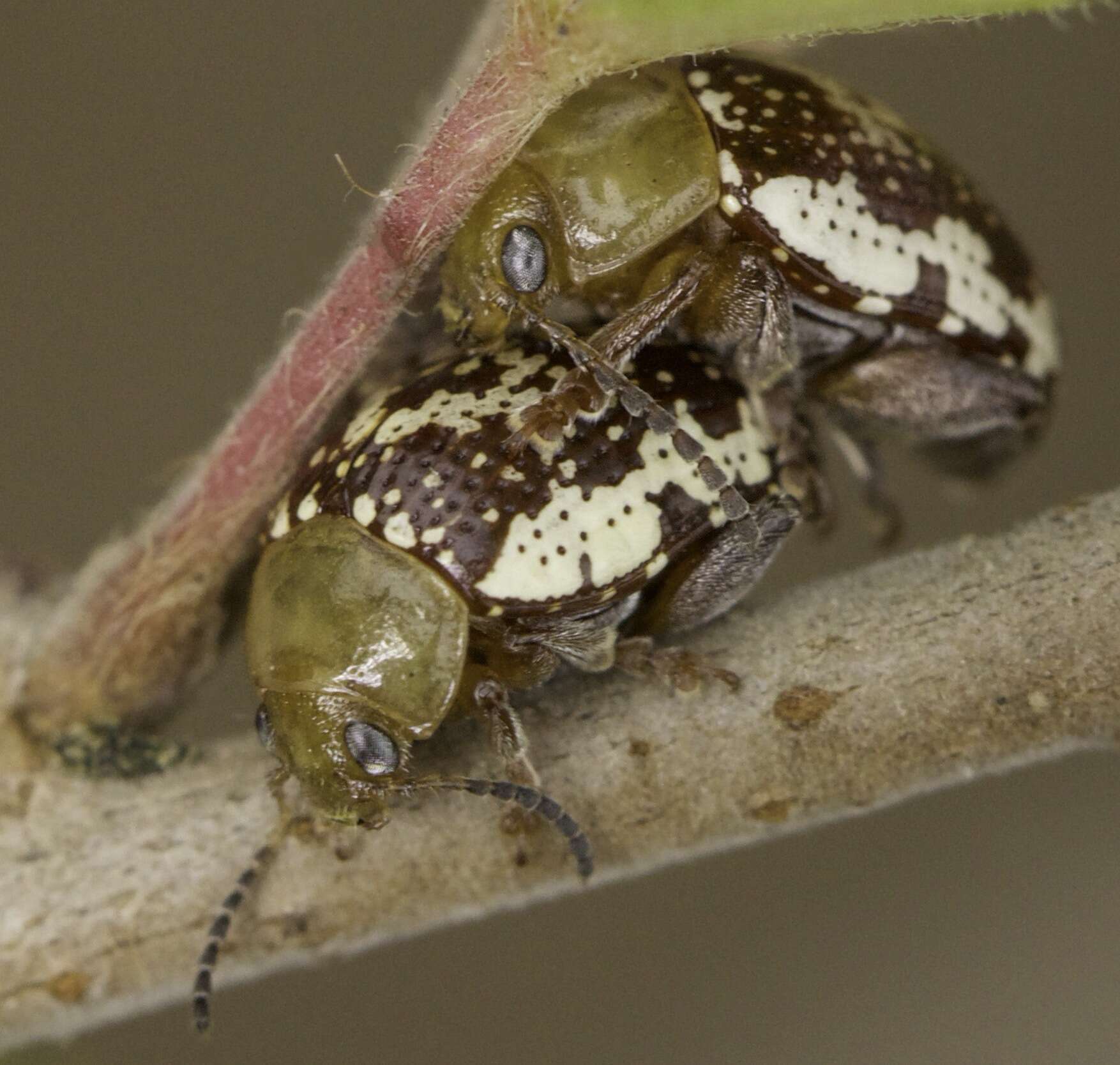 Image of Sumac Flea Beetle