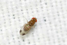 Image of Cherry drosophila