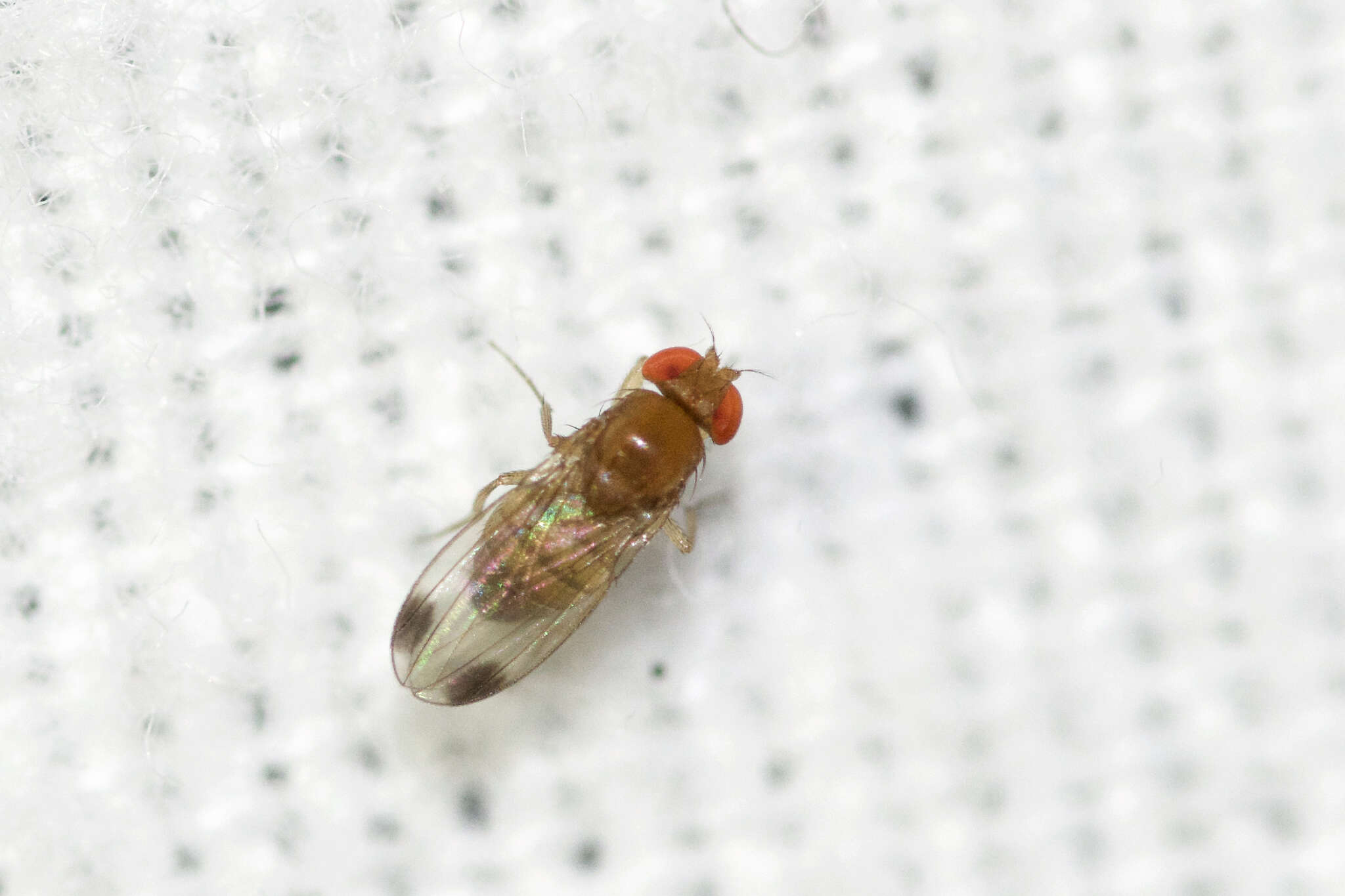 Image of Cherry drosophila