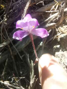 Image of Disperis purpurata subsp. purpurata