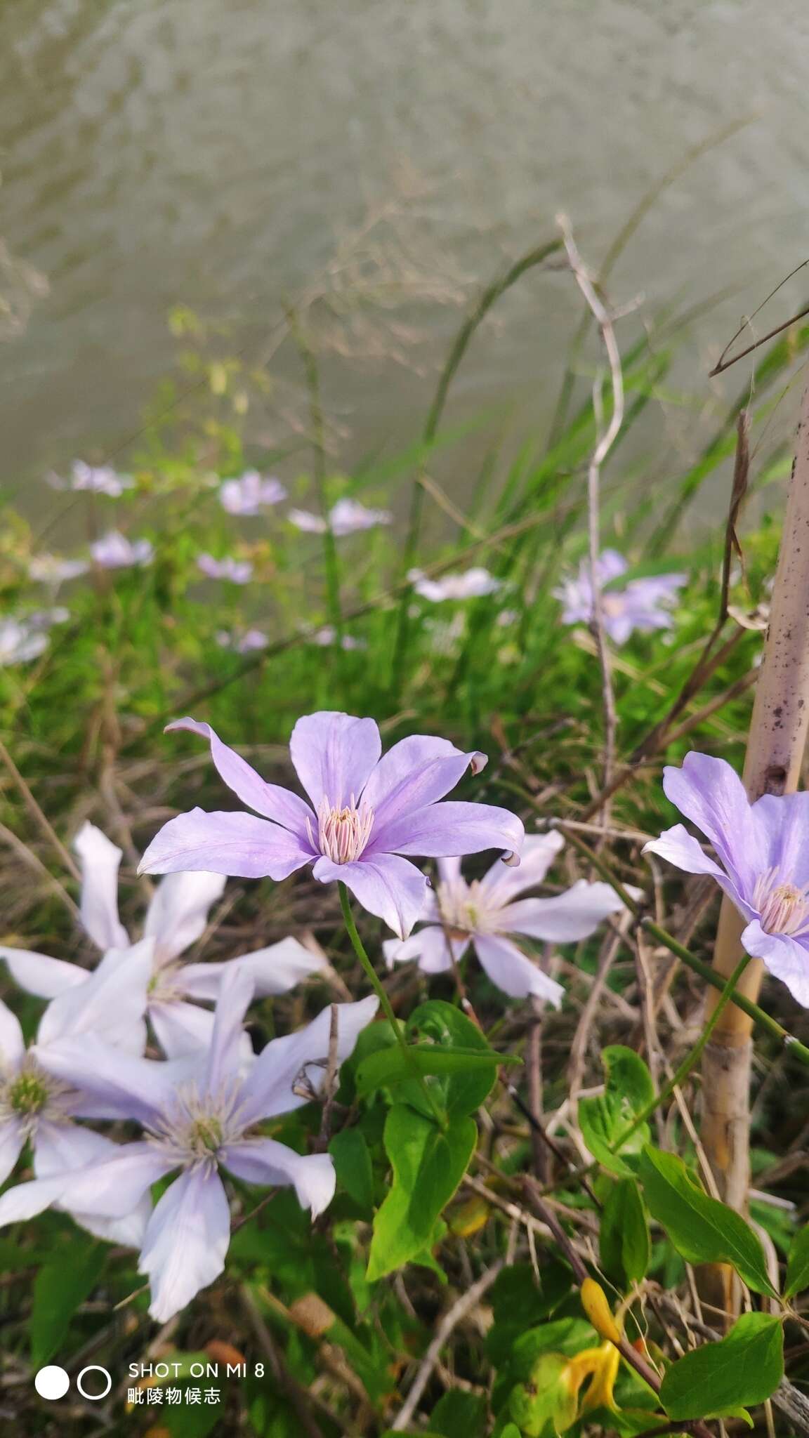 Image de Clematis cadmia Buch.-Ham. ex Wall.