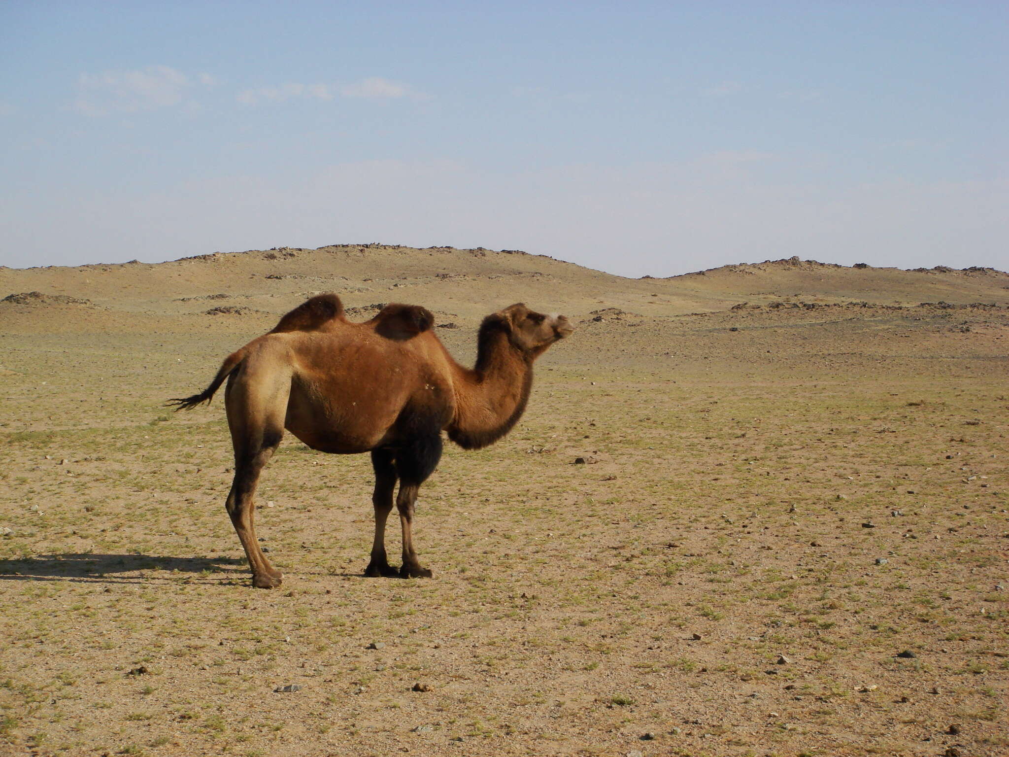 Image of Bactrian camel