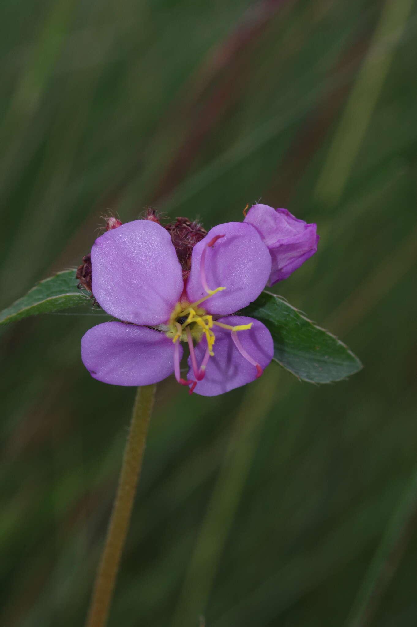 Image of Antherotoma debilis (Sond.) H. Jacques-Félix