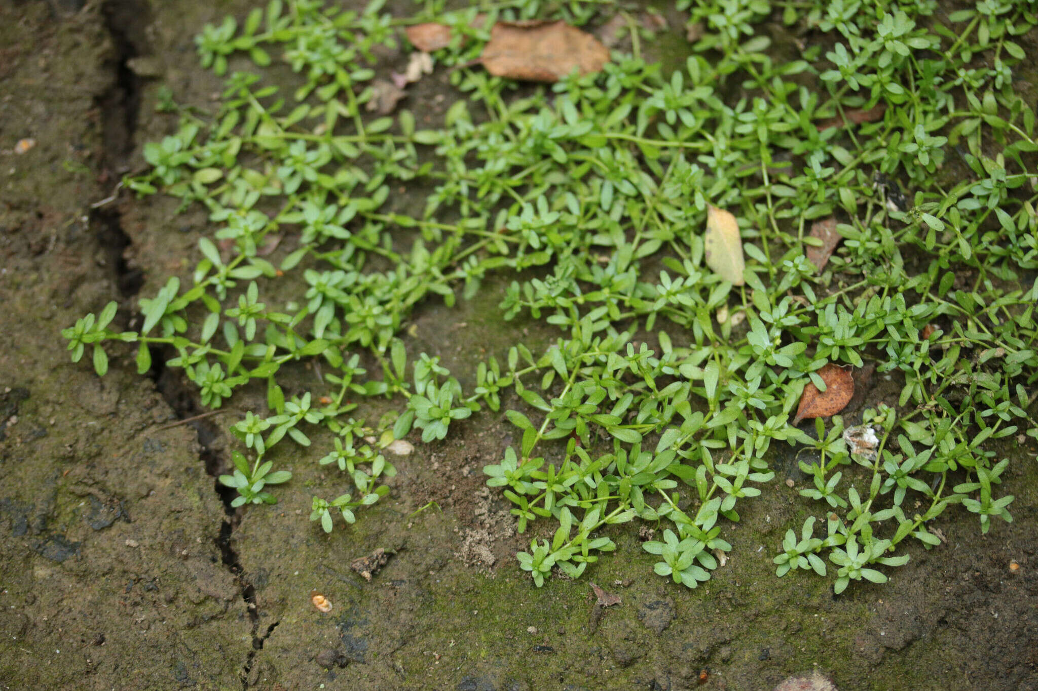 Image of narrowleaf water-starwort