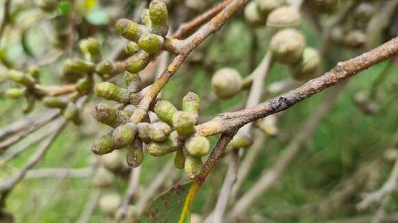 Imagem de Eucalyptus baxteri (Benth.) Maiden & Blakely