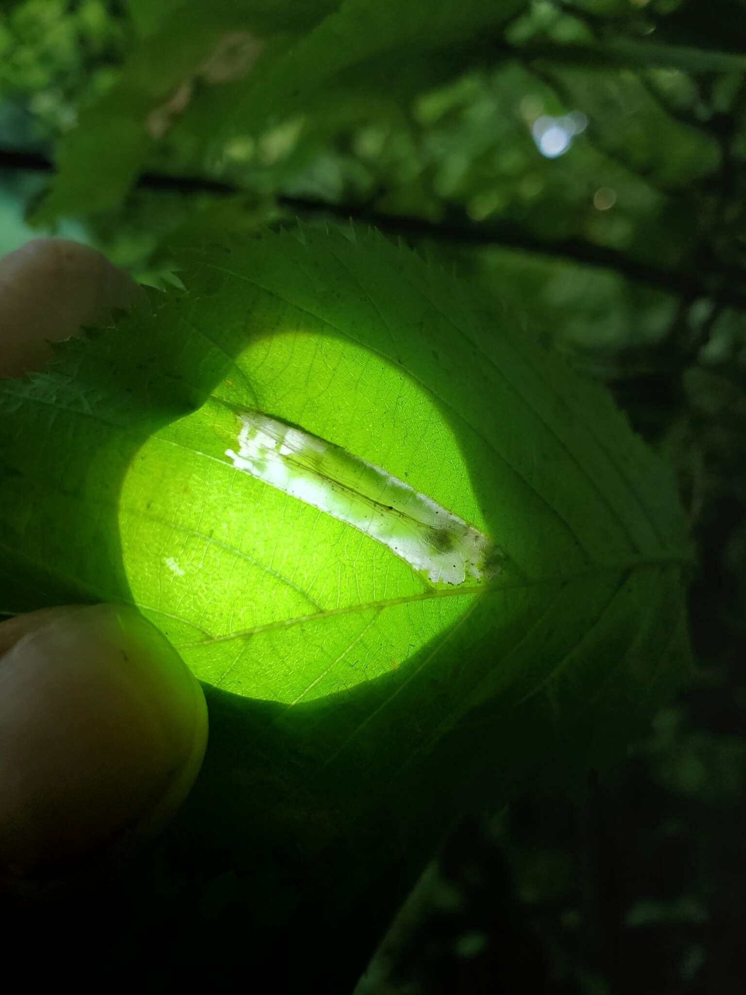 Phyllonorycter obscuricostella (Clemens 1859)的圖片