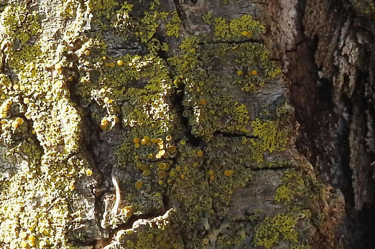 Image of Fringed candleflame lichen;   Lemon lichen