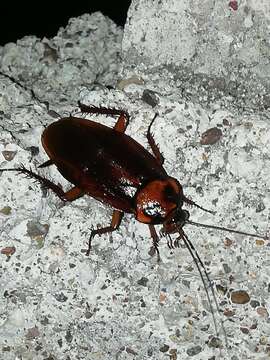 Image of Large Brown Cockroach