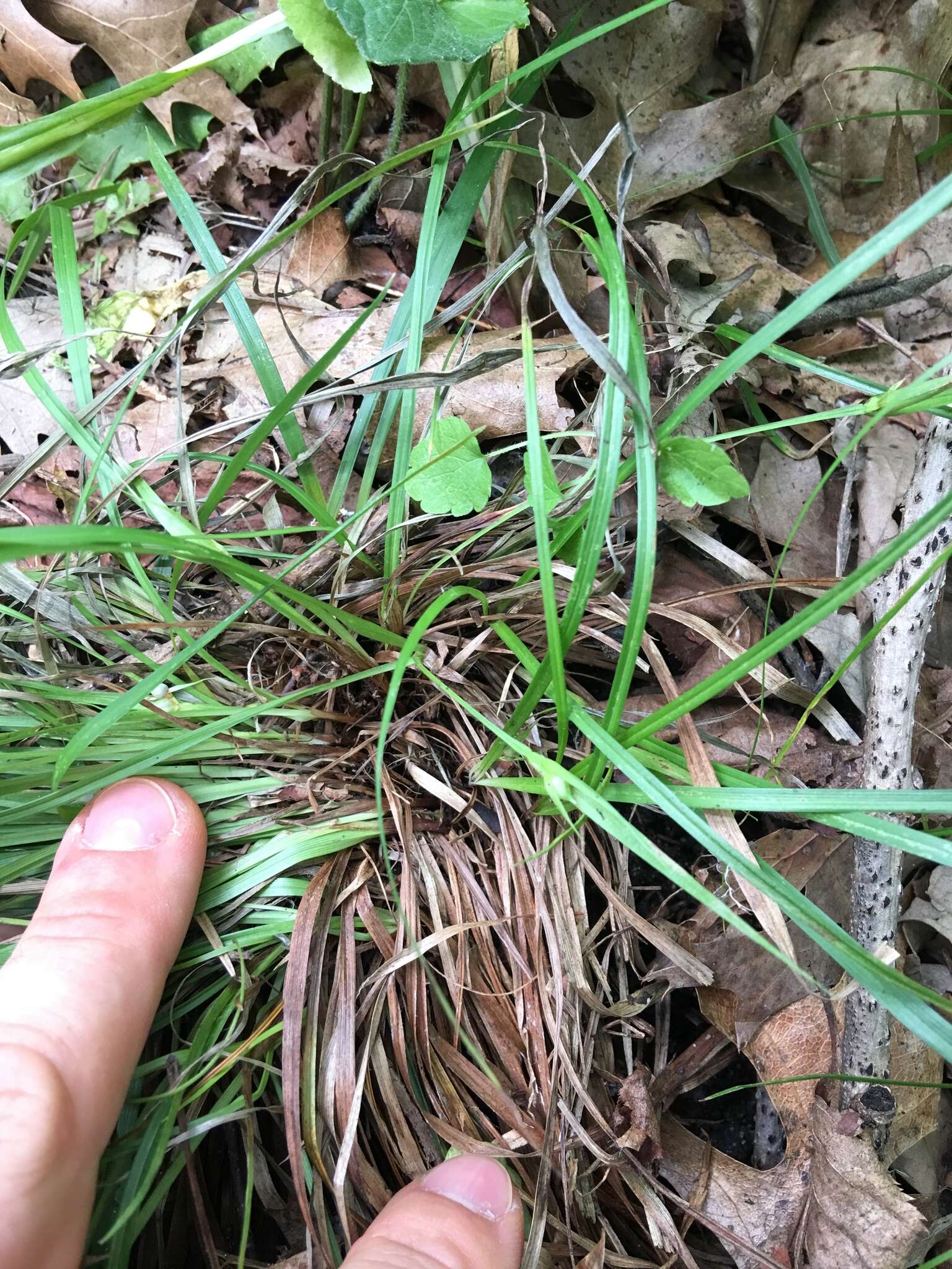 Image of Rocky Mountain sedge