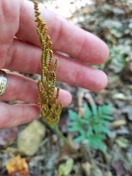 Image of Sparse-Lobe Grape Fern