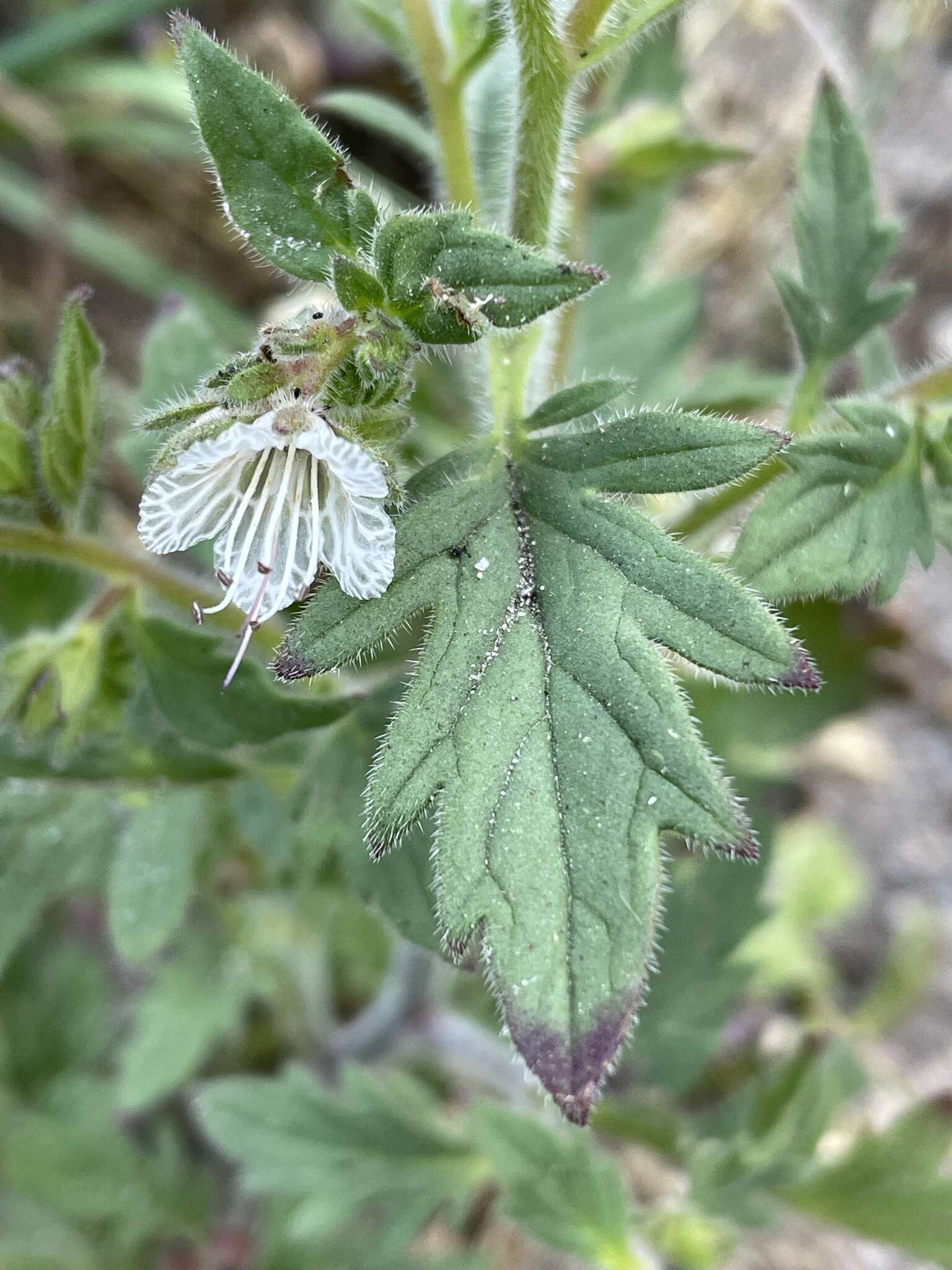 Image of Santa Lucia phacelia