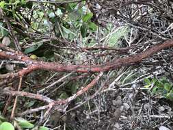 Plancia ëd Arctostaphylos morroensis Wiesl. & Schreiber