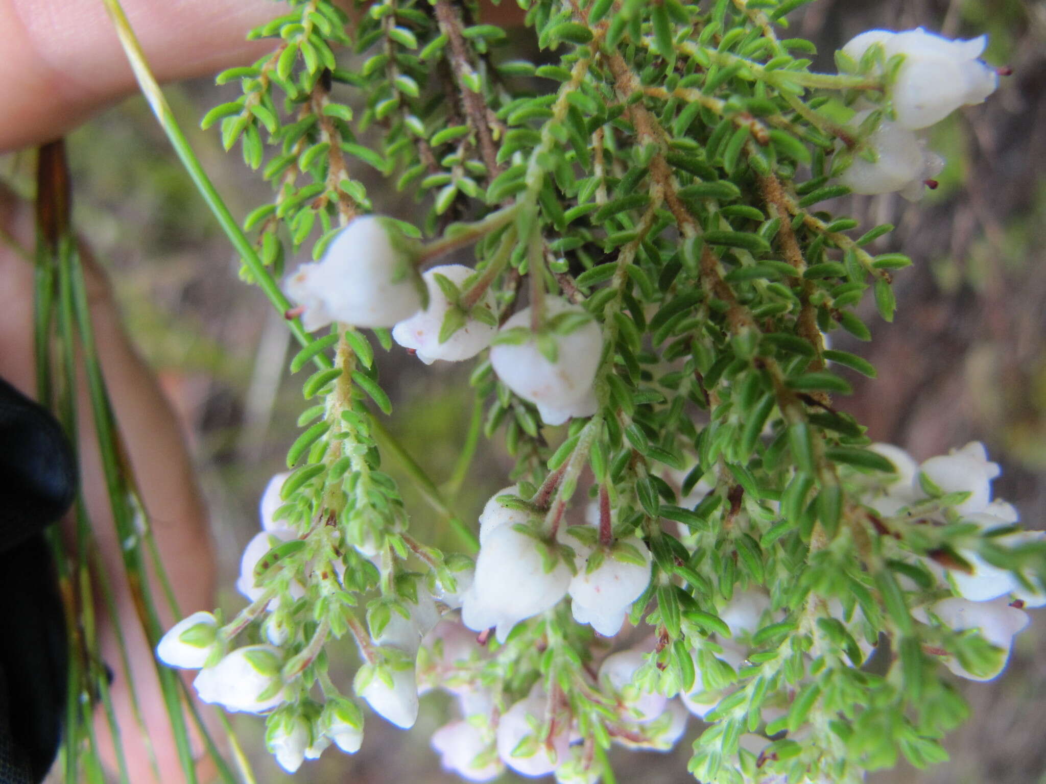 Image of Erica pubescens var. pubescens