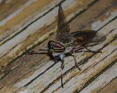 Imagem de Tabanus subsimilis Bellardi 1859