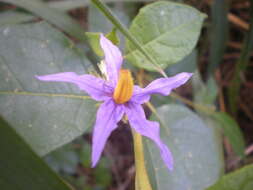 Слика од Solanum paludosum Moric.