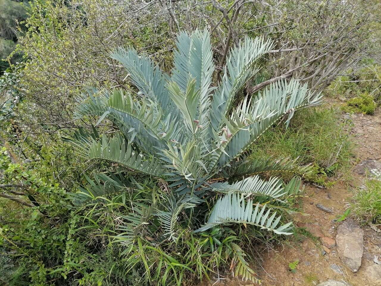 Image of Bushman's River Cycad