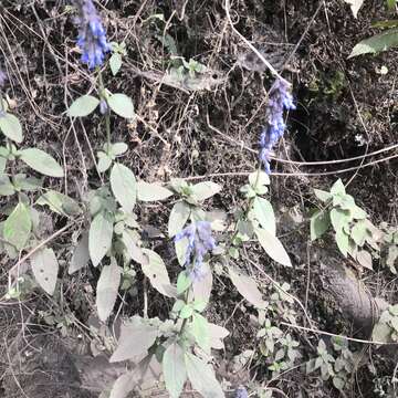 Imagem de Salvia helianthemifolia Benth.