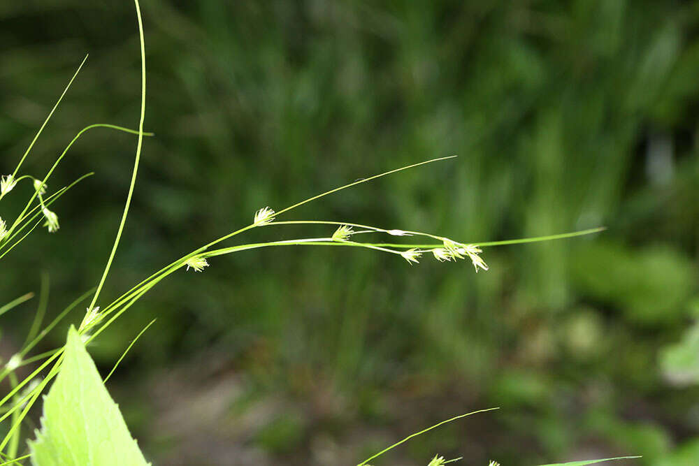 Image of Carex remotiuscula Wahlenb.