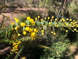 Image of Acacia sertiformis A. Cunn.