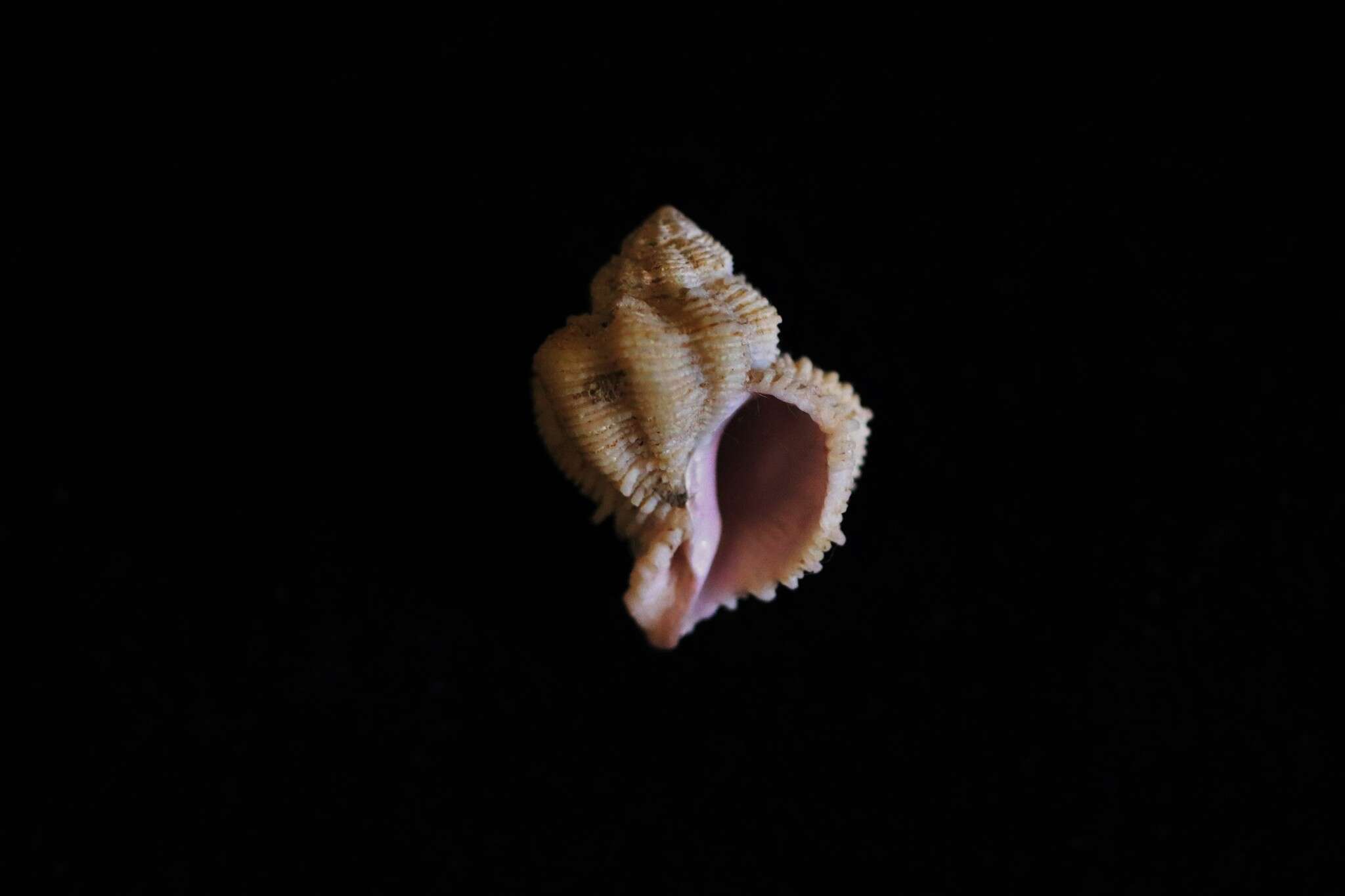 Imagem de Coralliophila bulbiformis (Conrad 1837)