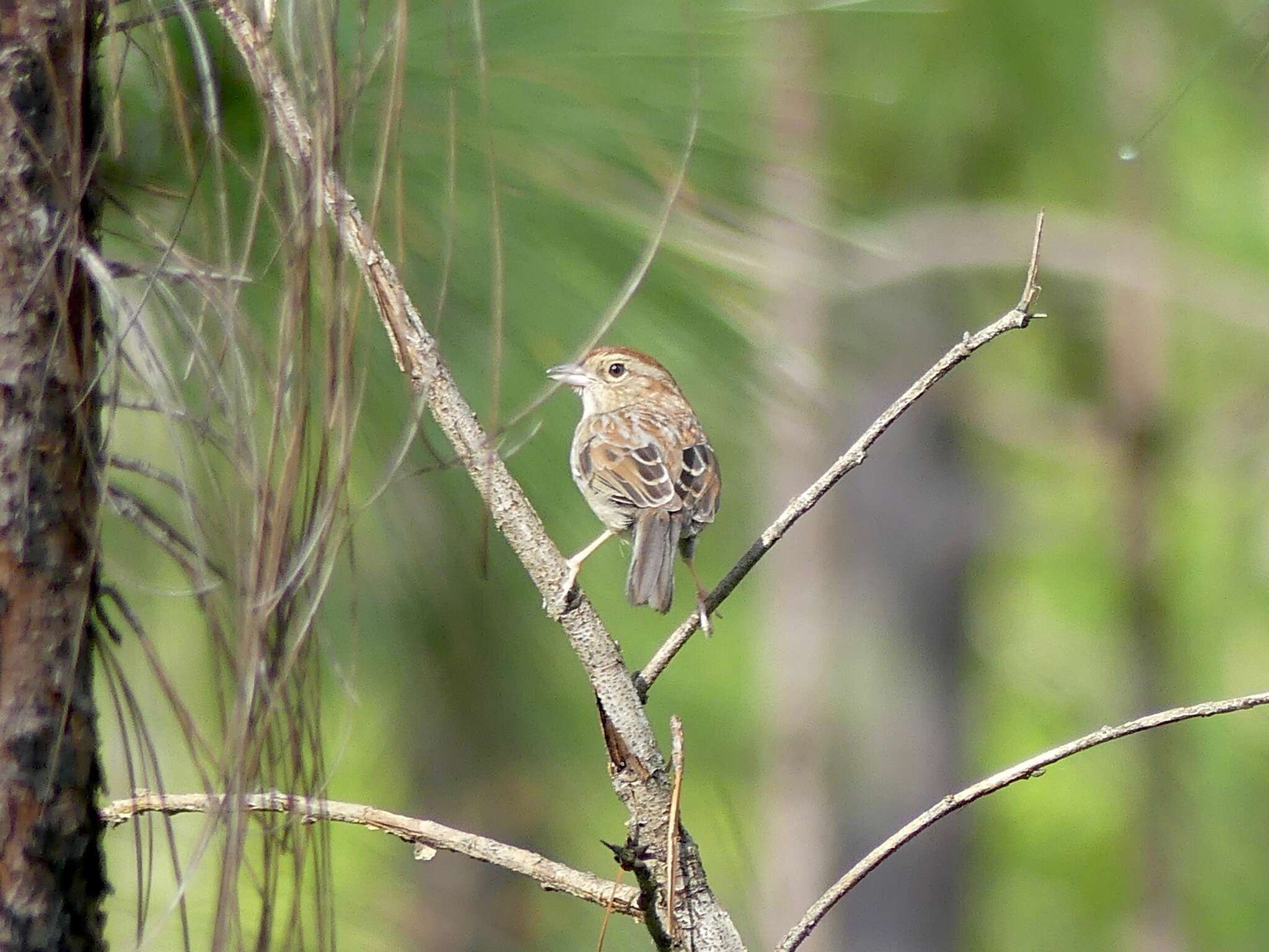 Image of Bachman's Sparrow