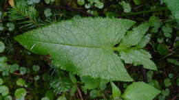 Image of Senecio callosus Sch. Bip.