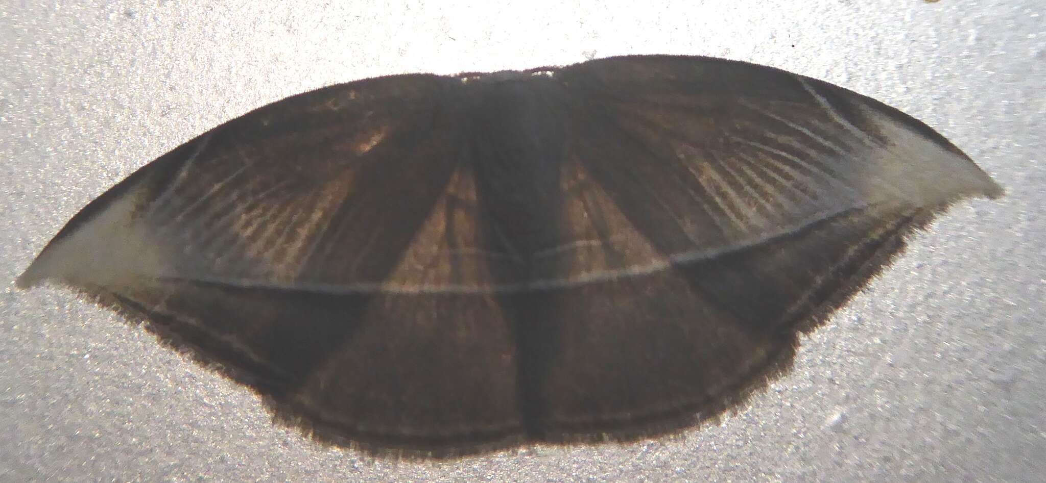 Image of Microblepsis leucosticta Hampson 1895