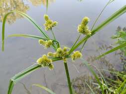 Image of Cyperus glomeratus L.