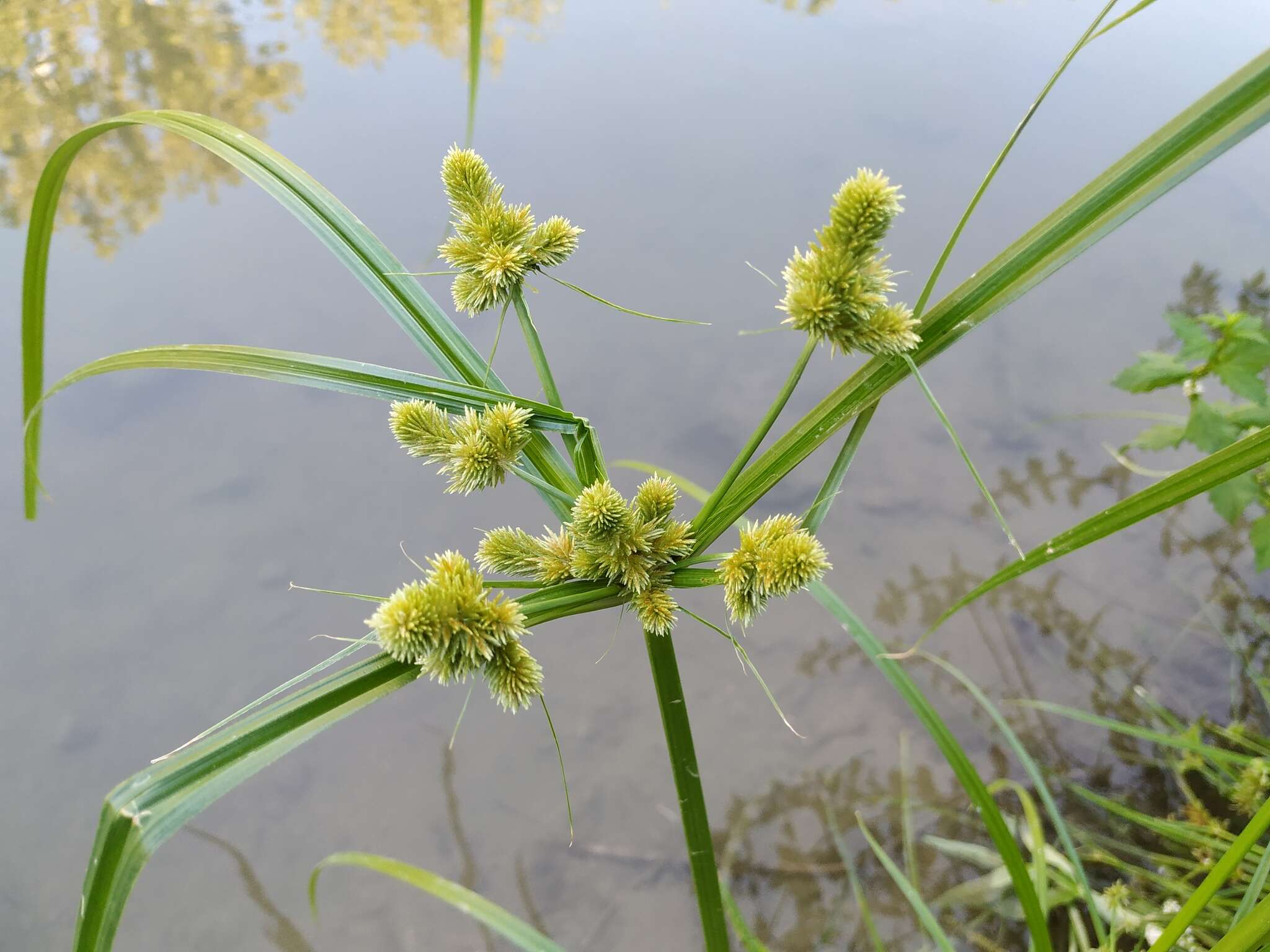 Image of Cyperus glomeratus L.