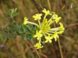 Image of Gnidia anthylloides (L. fil.) Gilg