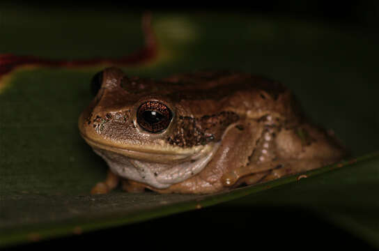 Image de Gastrotheca cuencana Carvajal-Endara, Coloma, Morales-Mite, Guayasamin, Székely & Duellman 2019