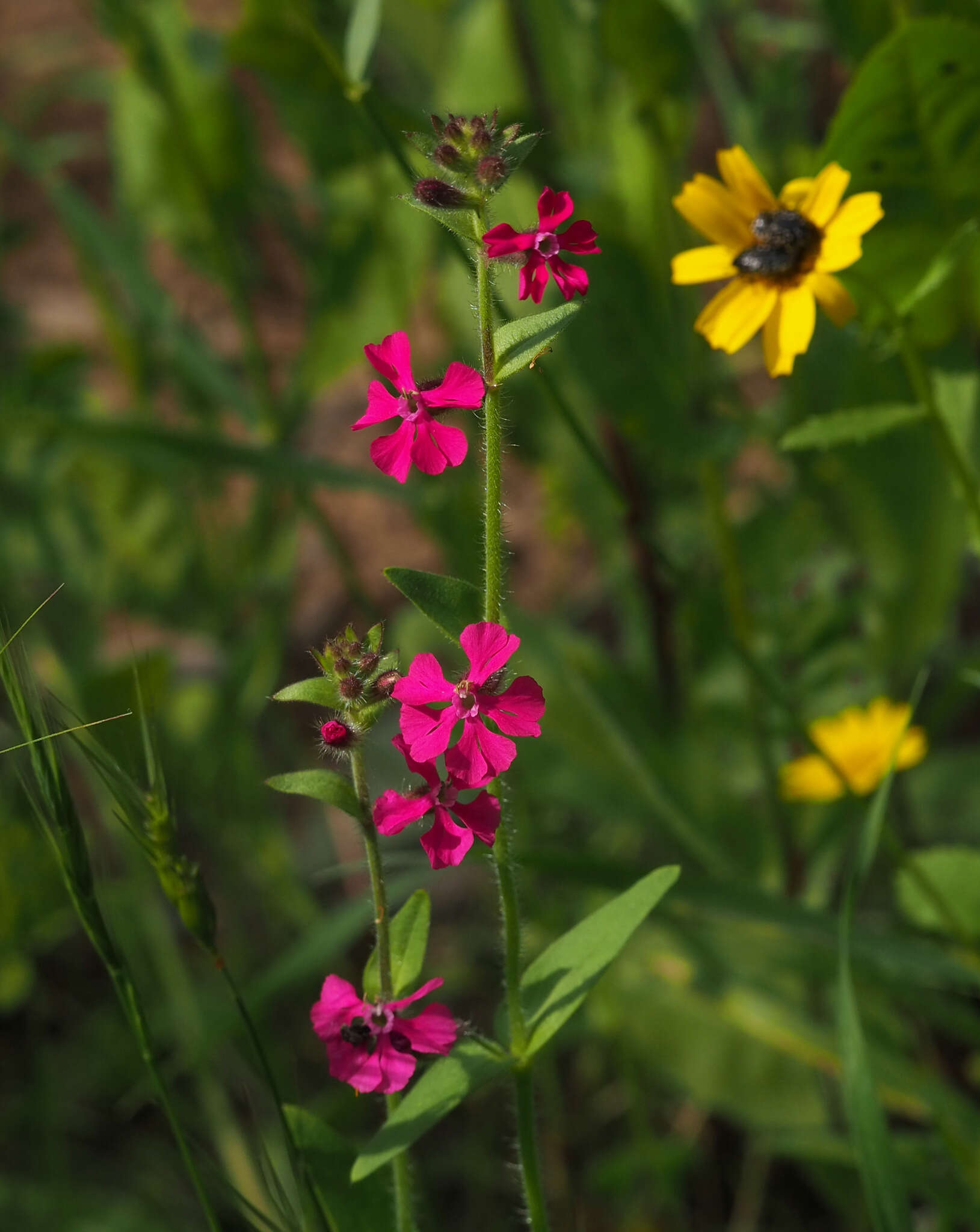 Image of Silene palaestina Boiss.