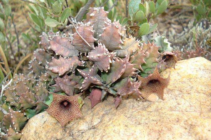 Image of Ceropegia loeseneriana (Schltr.) Bruyns