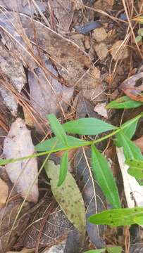 Image of Tridax paneroi B. L. Turner