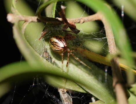 Image of Theridion pyramidale L. Koch 1867