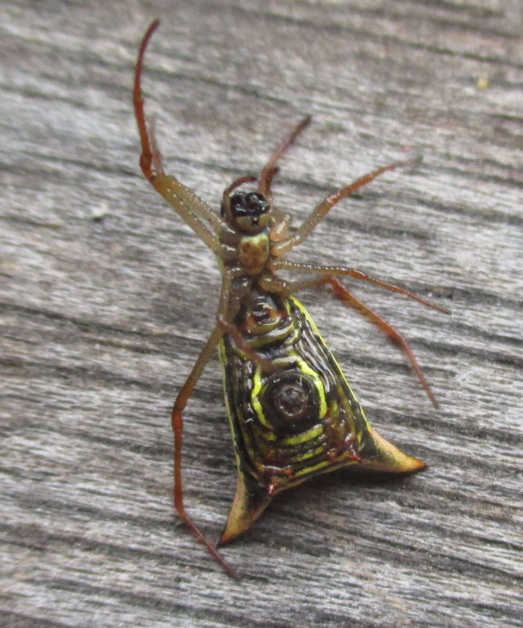 Image of Micrathena balzapamba Levi 1985