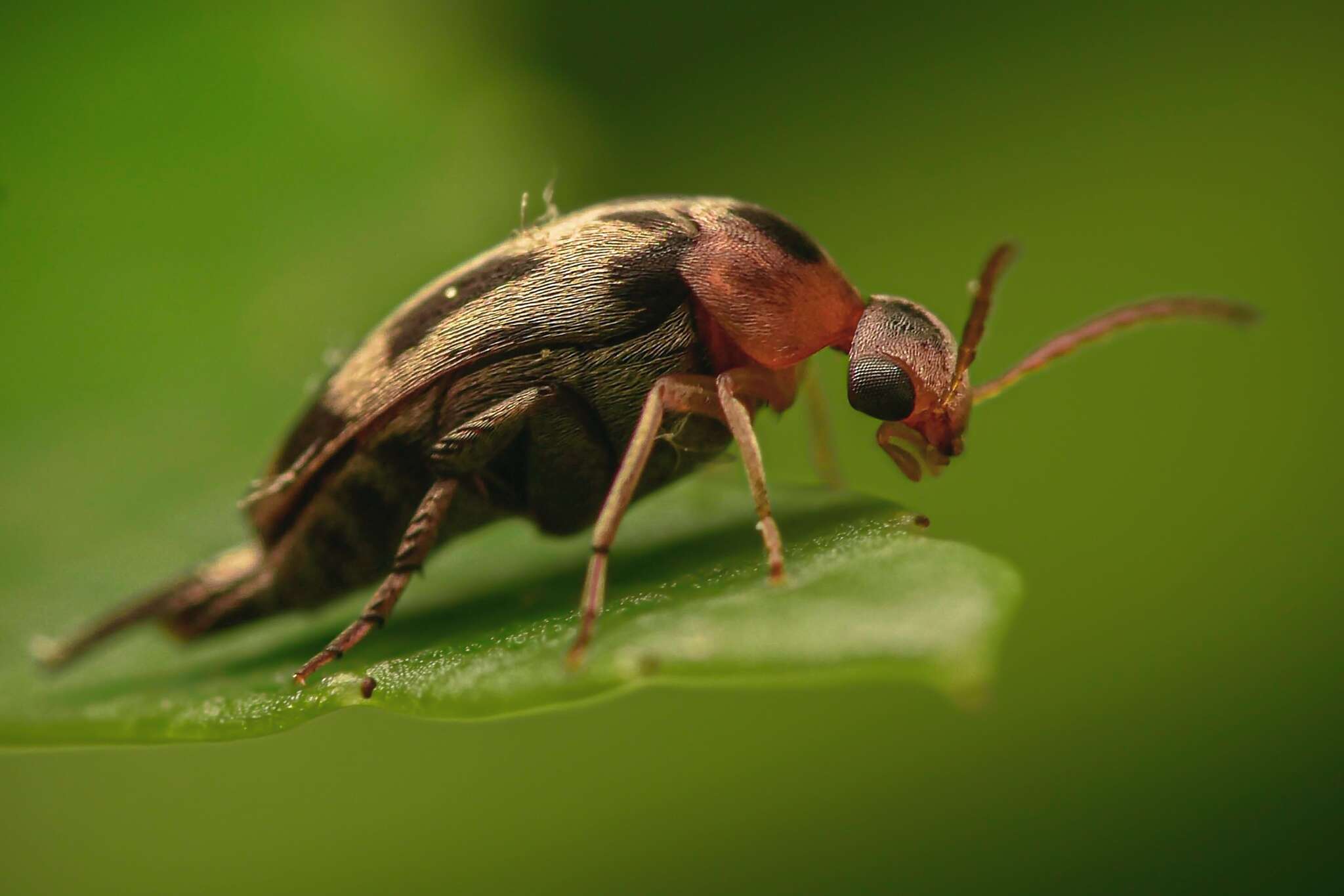 Image of Falsomordellistena hebraica (Le Conte 1862)