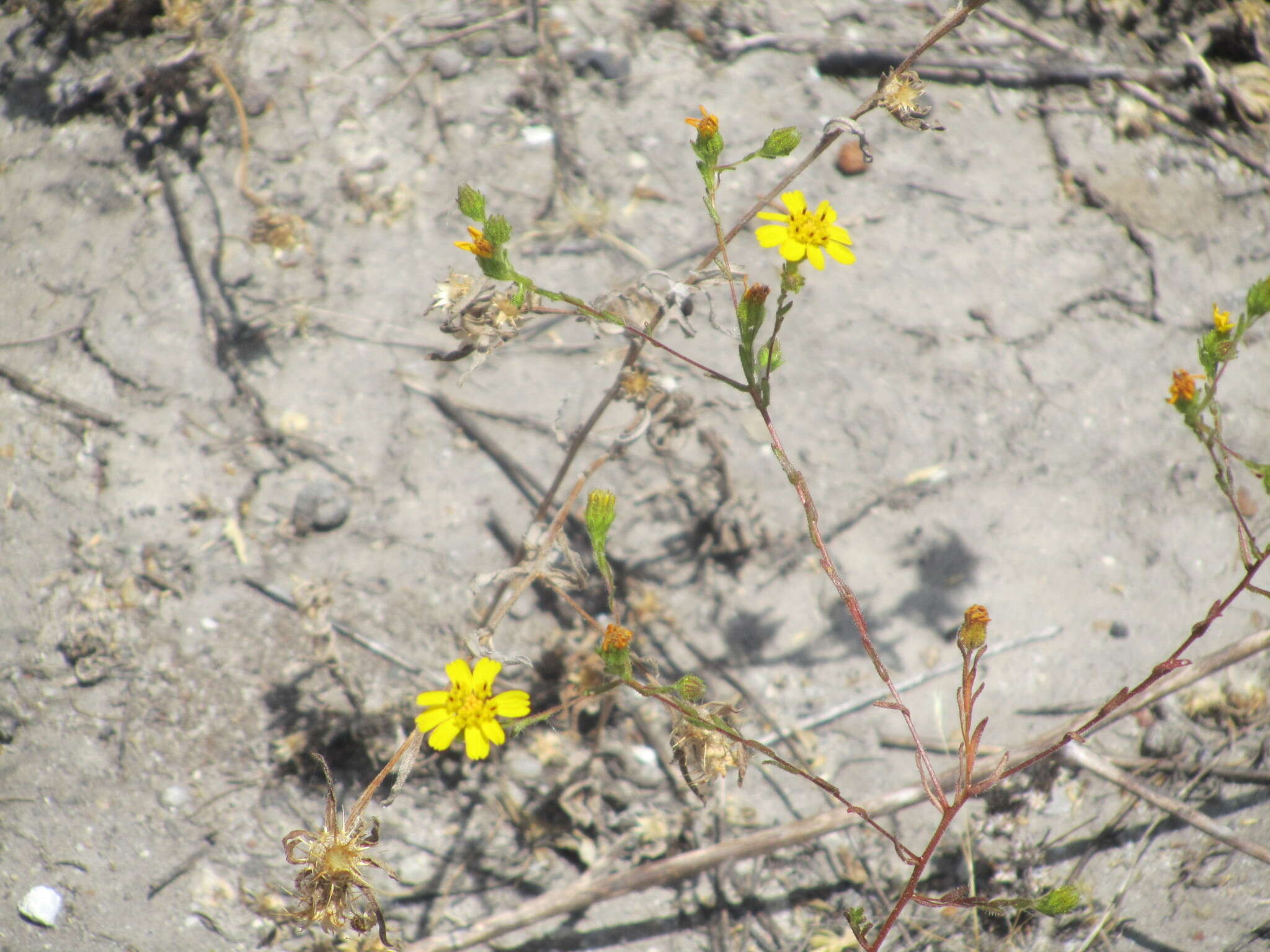 Image of San Diego Moonshine-Daisy