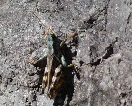 Image of Melanoplus eumera Hebard 1920